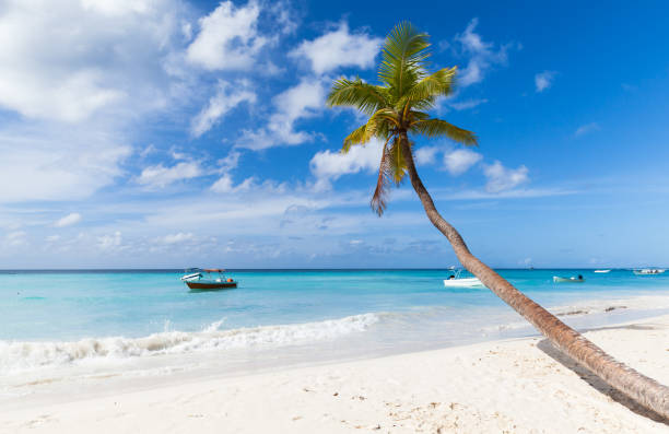 istock Caribbean Sea coast, Dominican republic 1008371946