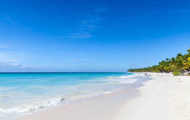 istock White sandy beach, Dominican Republic 1008371968