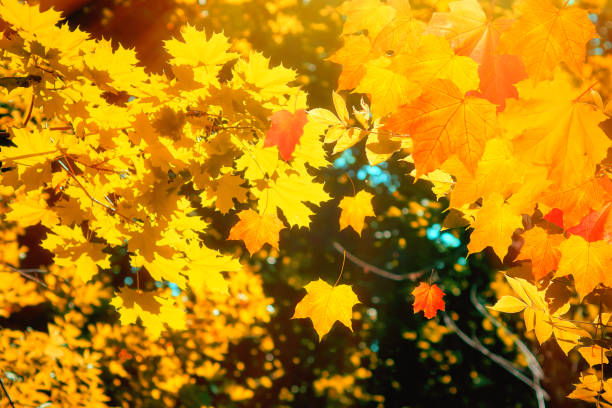 istock Autumnal maple leaves on a blurred background with bokeh, close-up, leaves texture, beautiful nature, red autumn background 1008379404