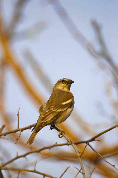 Yellow-throated sparrow or chestnut-shouldered petronia (Petronia xanthocollis)