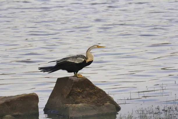 Photo of Oriental darter or Indian darter, Anhinga melanogaster. Chambal river, Rajasthan, India