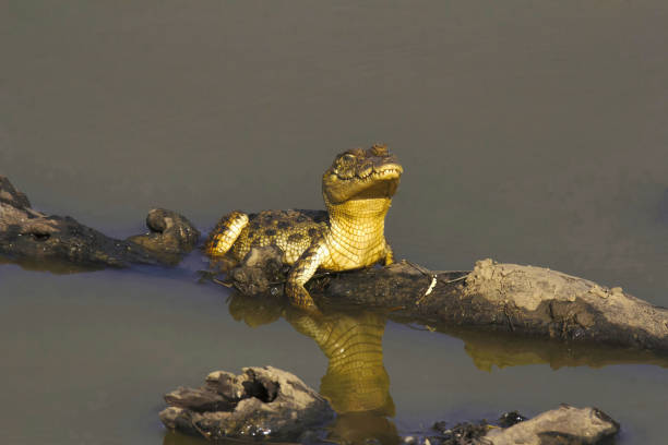 A fake saltwater crocodile head floats in farm dam in New South Wales , Australia. Just head of the crocodile showing