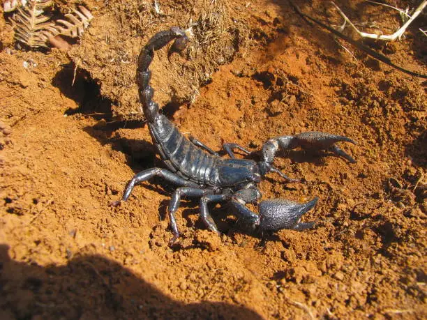 Photo of Emperor scorpion, Pandinus imperator. Satara, Maharashtra, India
