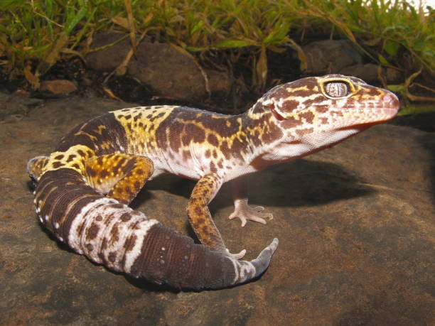 istock Fat Tail Gecko. Saswad, Maharashtra, India 1008379654