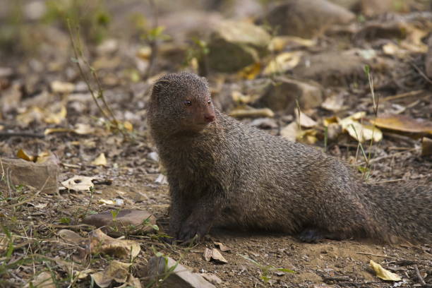 istock Gray Mongoose, Ranthambhore Tiger Reserve, Rajasthan, India 1008379678