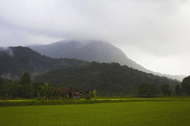 istock Green country, Sharavathi, Karnataka, India 1008379722