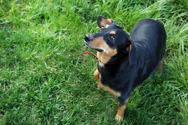 istock Black dachshund on green grass 1008380166