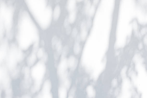 istock Shadow Of Leaves Reflected On The White Wall 1008382310