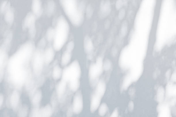 Shadow Of Leaves Reflected On The White Wall