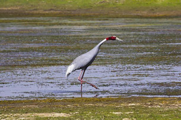 istock Sarus crane, Grus antigone. Bera, Rajasthan, India 1008382808