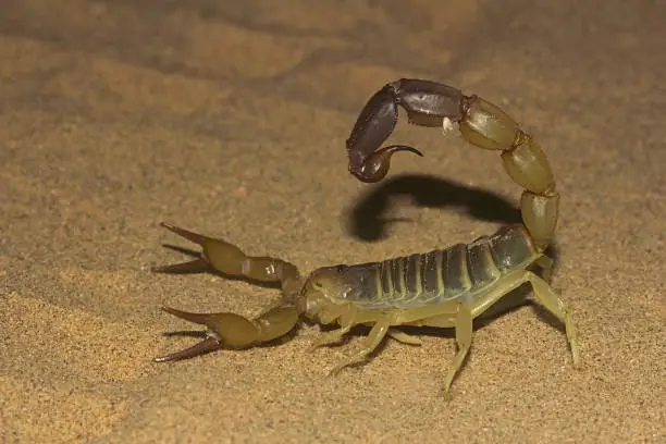 Photo of Fattail scorpion or fat-tailed scorpion . Androctonus sp., Jaisalmer, Rajasthan, India