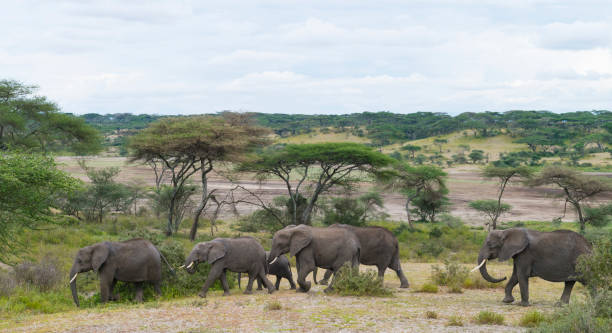 istock Elephants family walking, Africa 1008383264