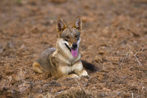 istock Jackal, Hampi, Karnataka, India 1008383572