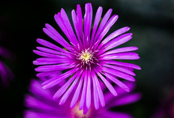 Cooper's Ice Plant macro A macro shot of a bright cooper's ice plant flower isolated from the cluster of these flowers growing in a scenic walking path. delosperma nubigenum stock pictures, royalty-free photos & images