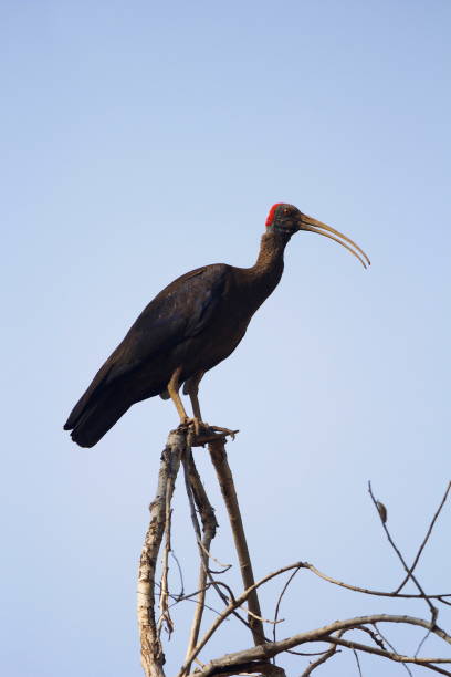 istock Red-naped ibis, Pseudibis papillosa, ,, Madhya Pradesh, India 1008384048