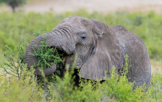 Elephant in natural habitat, Lake Ndutu, Tanzania.