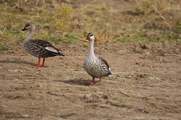 istock Spot-billed duck, Anas poecilorhyncha, Chambal, Rajasthan, India 1008385982