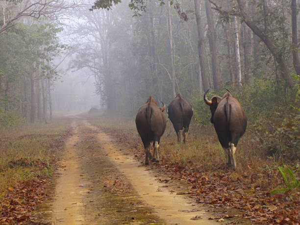 Indian Gaur, Kanha Tiger Reserve, Madhya Pradesh, India Indian Gaur, Kanha Tiger Reserve, Madhya Pradesh, India gaur stock pictures, royalty-free photos & images