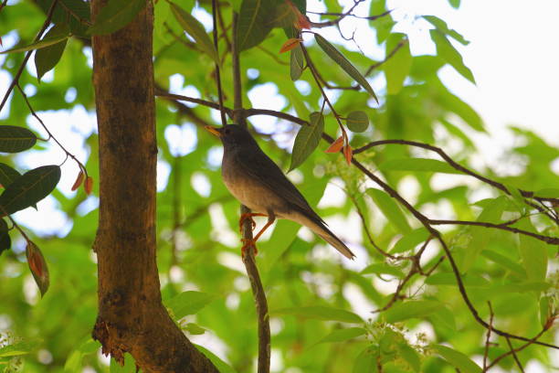 istock Tickell's thrush, Turdus unicolor, Sattal, Uttarakhand, India 1008386312