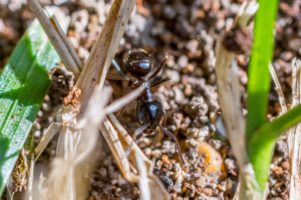 istock Extreme closeup of an ant 1008386580