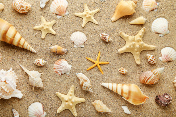 istock Seashells and starfishes on beach sand 1008389210
