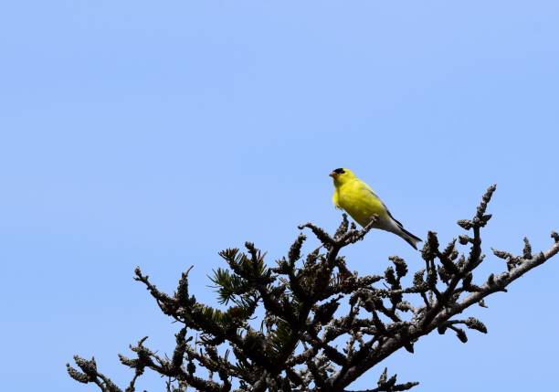 istock American Goldfinch on top of a pine tree 1008390318