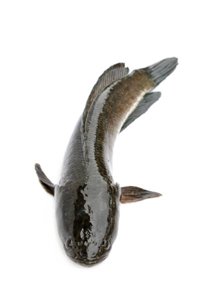 istock Image of striped snakehead fish isolated on white background,. Aquatic Animals. 1008392506