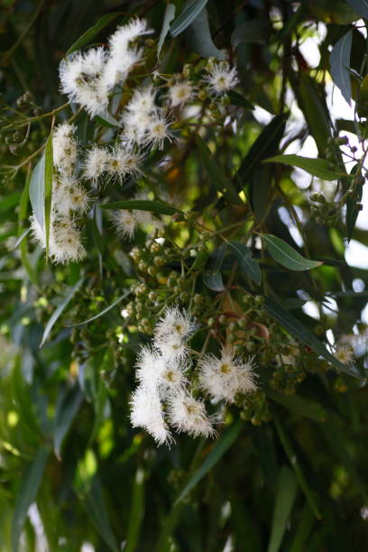istock White eucalyptus tree blossom, Port Stephens, NSW, Australia Australia 1008396066