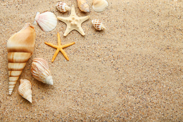 istock Seashells and starfishes on beach sand 1008396148