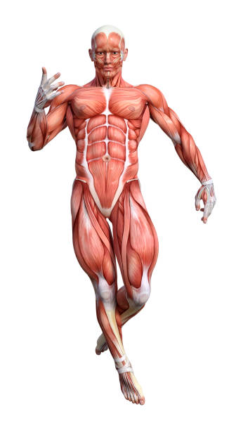 istock 3D illustration male anatomy figure on white 1008396560