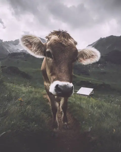 This cow is blocking the path for hikers in the Bavarian alps
