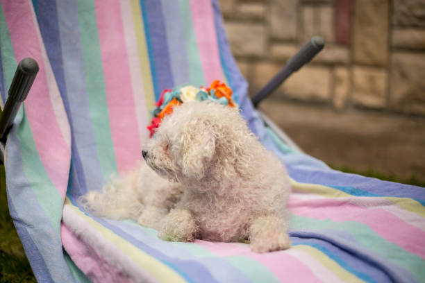 istock Little wet dog with towel, after the bath 1008401254