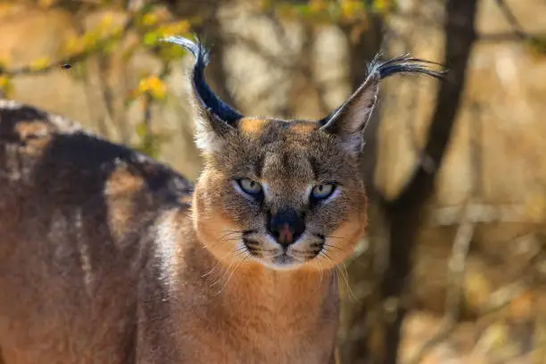 Close up of a caracal at the Naankuse Wildlife Sanctuary, Namibia, Africa