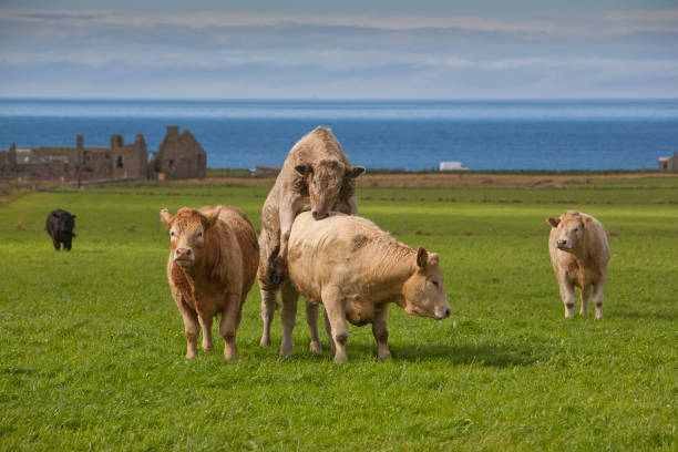 istock The Brough of Birsay 1008402042