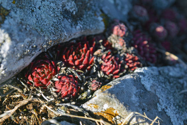 istock sempervivum montanum flower 1008406006