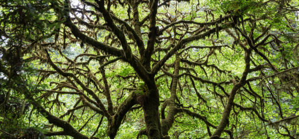 istock Tree Covered With Moss in Redwood National Park 1008408550