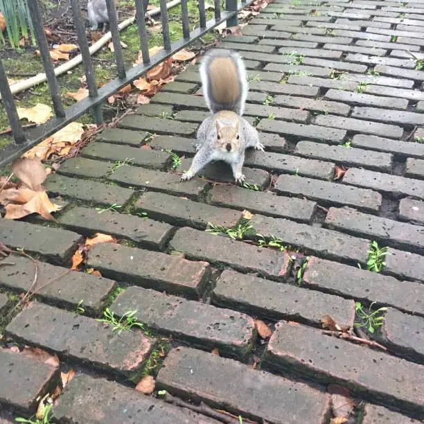 Startled Squirrel in autumn