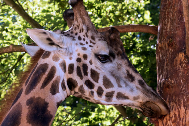 istock beautiful wild animals in safari 1008410190