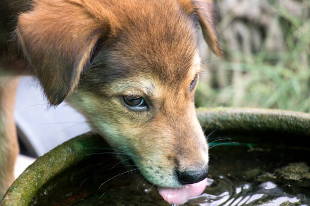 istock Young brown color dog is licking water background 1008413100