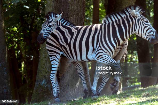 Beautiful Wild Animals In Safari Stock Photo - Download Image Now - Animal, Animal Wildlife, Animal Wing - iStock Beautiful Wild Animals In Safari Stock Photo - Download Image Now - Animal, Animal Wildlife, Animal Wing - iStock