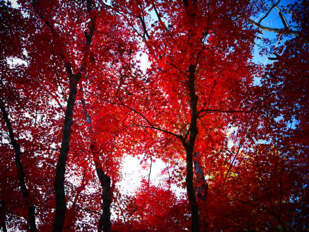 Japanese autumn leaves