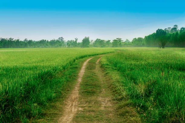 istock Sunrise - Dawn, Field, Sunset, Corn, Dawn 1008423000