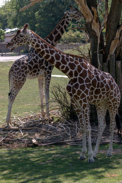 istock beautiful wild animals in safari 1008425828