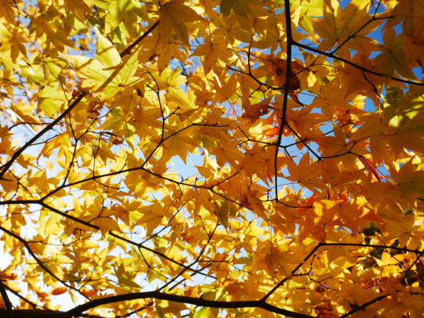 istock Japanese autumn leaves 1008425990
