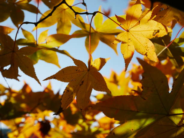 istock Japanese autumn leaves 1008426264