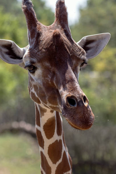 istock beautiful wild animals in safari 1008426282