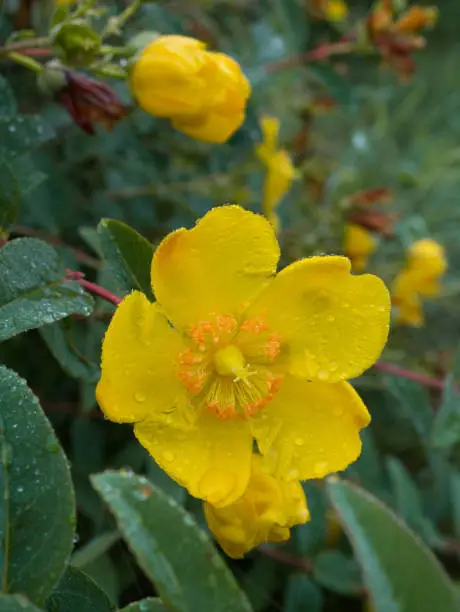 Photo of potentilla fruticosa goldfinger many yellow flowers with green