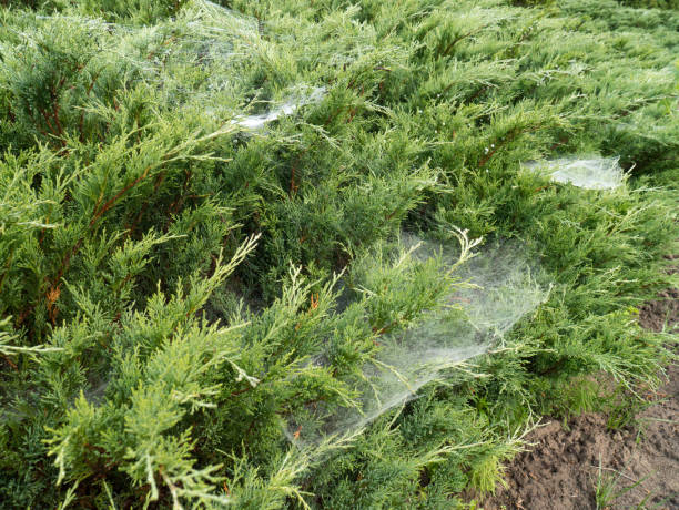 istock evergreen thuja in a landscape park with spider web 1008429432