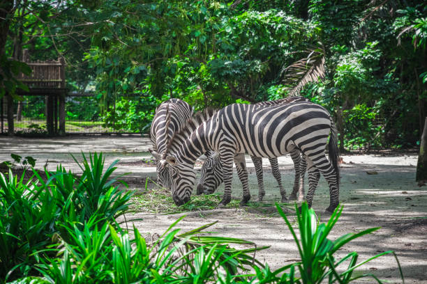 Zebras eating dry hay