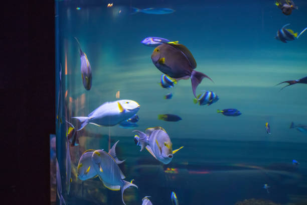 istock Tropical fish in a fish tank 1008430022